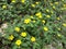 Tribulus-yellow flowers