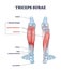 Triceps surae with gastrocnemius and soleus leg muscles outline diagram