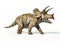 Triceratops 3d rendering On white background