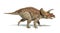 Triceratops dinosaur photorealistic and scientifically correct r