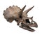 Triceratops dinosaur skull isolated.