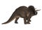 Triceratops Dinosaurs Isolated