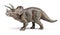Triceratops dinosaurs toy with clipping path.