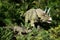 Triceratops family hiding in fern jungle in Perth Zoo