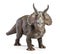 Triceratops, front view dinosaurs toy isolated on white background with clipping path.