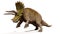 Triceratops horridus, attacking dinosaur isolated with shadow on white background