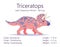 Triceratops. Ornithischian dinosaur. Colorful vector illustration of prehistoric creature ceratopsia and description of