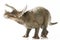 Triceratops plastic figurine in white background