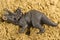 Triceratops on sand