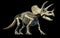 Triceratops skeleton 3d rendering on black background