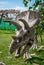 Triceratops skeleton outdoors