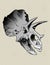 triceratops skull bone of a prehistoric