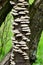 Trichaptum abietinum, Purplepore Bracket fungus, Norfolk Broads, England, UK