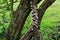 Trichaptum abietinum, Purplepore Bracket fungus, Norfolk Broads, England, UK