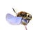 Trichius fasciatus bee beetle mimic bumblebee