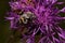 Trichius fasciatus is sitting on a purple thistle flower. Hairy beetle with a yellow-black pattern on the body.