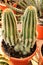 Trichocereus huascha cactus plant