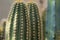 Trichocereus huascha cactus plant