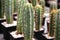 Trichocereus macrogonus cacti are in rows for sale in a flower shop.