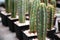 The Trichocereus macrogonus cacti stands in rows for sale in a flower shop.