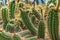 TRICHOCEREUS MACROGONUS in a greenhouse in the botanical garden