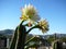 Trichocereus scopulicolus