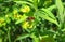 Trichodes apiarius beetle on spurge flowers, closeup