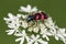 Trichodes apiarius beetle on wildflower
