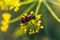 Trichodes apiarius on a flower