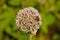 Trichodes Apiarius on Ornamental Allium Flower