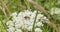 Trichodes apiarius walks on a white flower