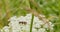 Trichodes apiarius walks on a white flower
