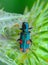 (Trichodes quadriguttatus), mottled beetle on a thistle leaf