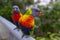 Trichoglossus Haematodus - Rainbow Lorikeet in Australia