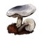 Tricholoma atrosquamosume dark-scaled knight, edible gilled mushroom closeup digital art illustration. Boletus cap ande