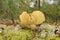 Tricholoma equestre fungus