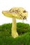 Tricholoma Flavovirens agaric