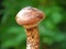 Tricholoma matsutake