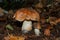 Tricholoma populinum mushroom. Two young mushrooms in the thick poplar forest. Mushroom  closeup.