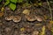 Tricholoma populinum mushrooms in the thick poplar forest. Mushrooms growing in a row. Soft focus