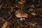 Tricholoma populinum mushrooms. Young mushrooms in the thick poplar forest. Mushrooms  closeup. Soft selective focus