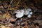 Tricholoma portentosum charbonnier or sooty head grey-capped edible mushroom of Tricholoma.