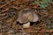 Tricholoma portentosum mushroom. The mushroom Tricholoma grow in the autumn pine forest.