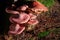 Tricholoma rutilans, known as Plums and Custard or Red-haired agaric,