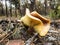 Tricholomopsis rutilans mushroom in autumn forest