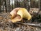 Tricholomopsis rutilans mushroom in autumn forest