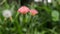 Trichomes, stem, sepals and petals of the pink wildflower creeping thistle