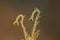 Trichomes on the stem of a wildflower with a bud, Calden forest,