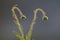 Trichomes on the stem of a wildflower with a bud, Calden forest,