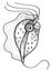 Trichomonas. Human parasitic protozoan. Outline drawing image.